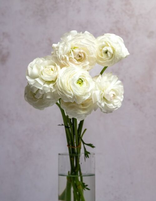 White Ranunculus
