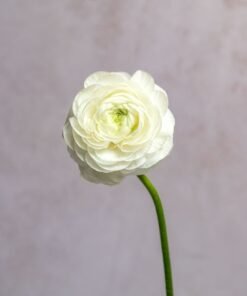 Alternative view of White Ranunculus