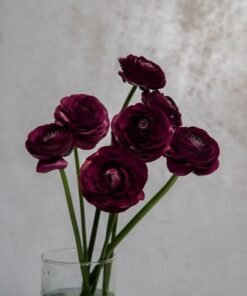 Burgundy Ranunculus