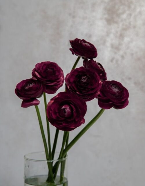 Burgundy Ranunculus