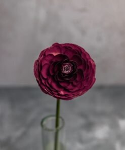 Alternative view of Burgundy Ranunculus