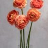 Peach Ranunculus