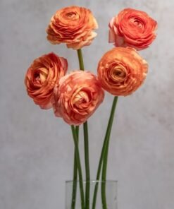 Peach Ranunculus
