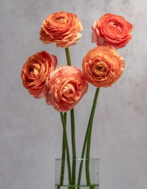 Peach Ranunculus