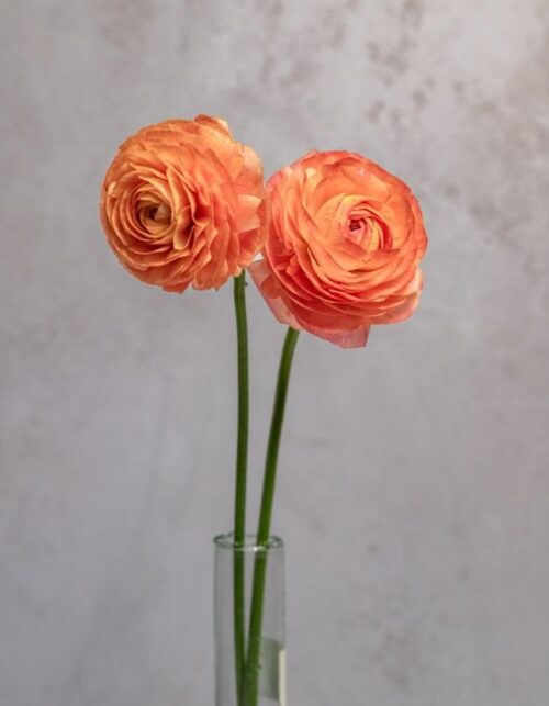 Peach Ranunculus