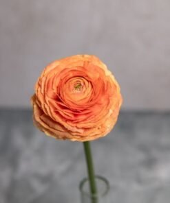Alternative view of Peach Ranunculus