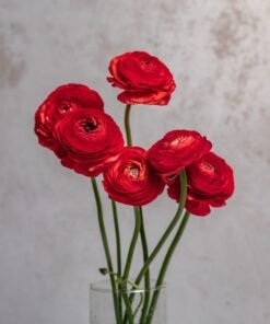Red Ranunculus