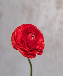 Alternative view of Red Ranunculus