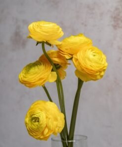 Yellow Ranunculus