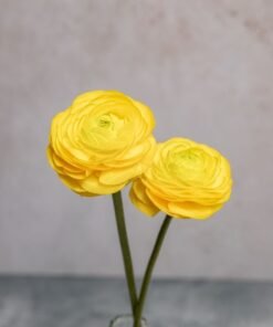 Alternative view of Yellow Ranunculus