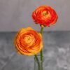Orange Ranunculus