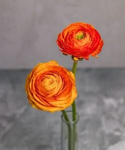 Orange Ranunculus