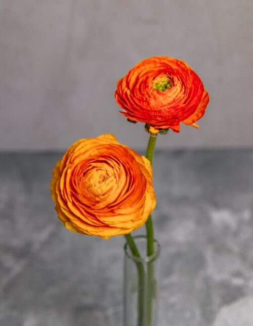 Orange Ranunculus
