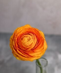 Alternative view of Orange Ranunculus