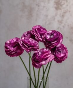 Lavender Ranunculus