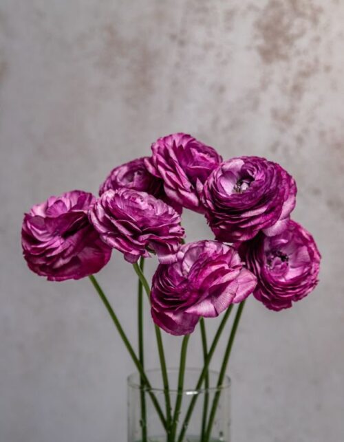 Lavender Ranunculus