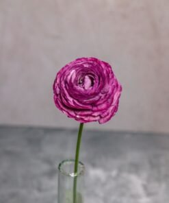 Alternative view of Lavender Ranunculus