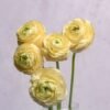 Cream Ranunculus
