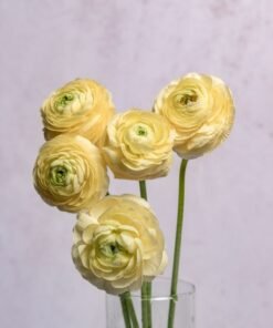 Cream Ranunculus