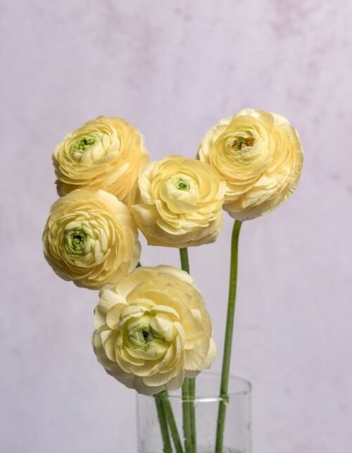 Cream Ranunculus