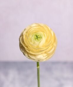 Alternative view of Cream Ranunculus