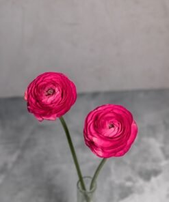 Hot Pink Ranunculus
