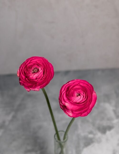 Hot Pink Ranunculus