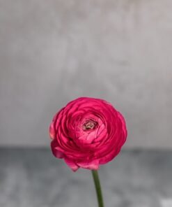 Alternative view of Pink Ranunculus