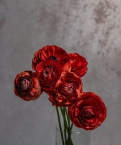 Chocolate Ranunculus