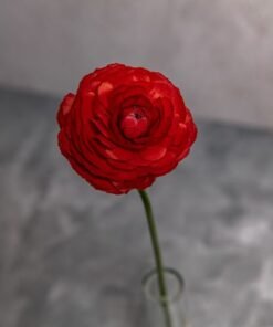 Alternative view of Chocolate Ranunculus