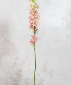 Alternative view of Pink Larkspur