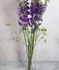 Purple Larkspur