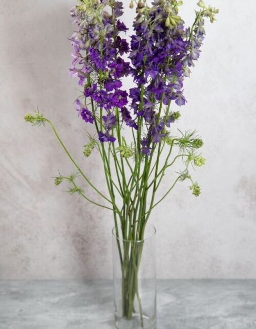 Purple Larkspur