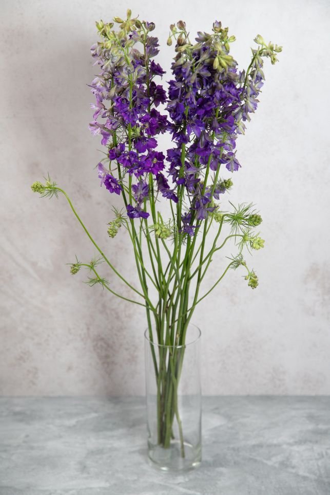 Purple Larkspur