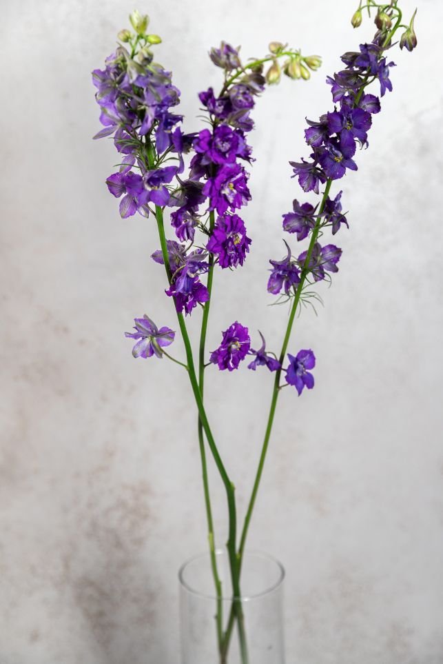 Purple Larkspur - Image 3