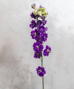 Alternative view of Purple Larkspur