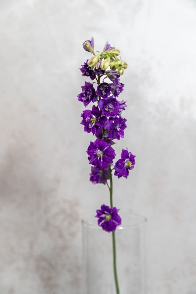 Purple Larkspur - Image 2