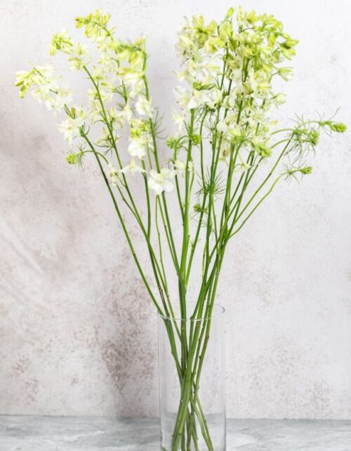 Larkspur White
