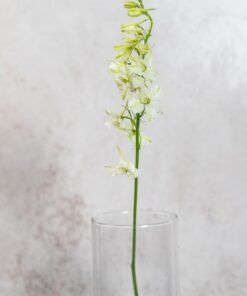 Alternative view of Larkspur White