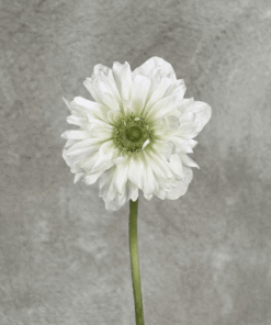 White Full Star Anemone