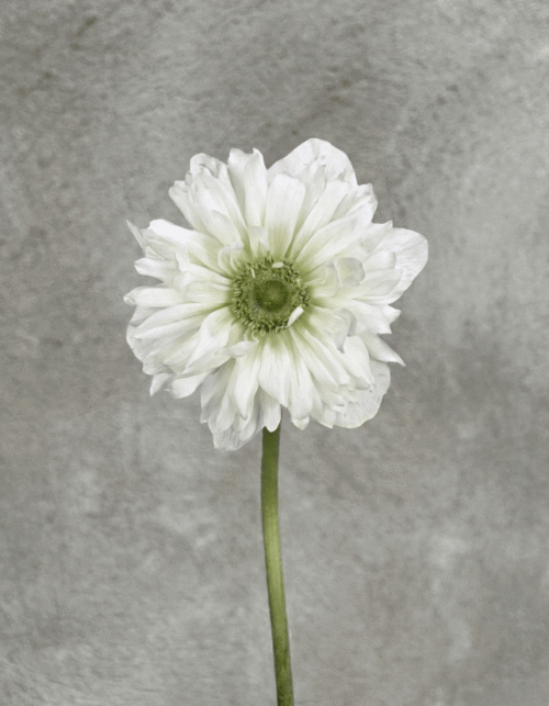 White Full Star Anemone
