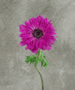 Hot Pink Full Star Anemone