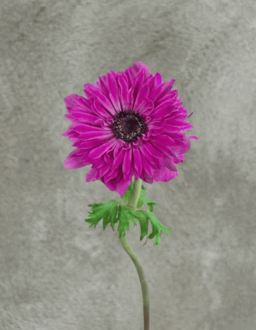 Hot Pink Full Star Anemone