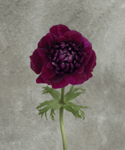 Burgundy Full Star Anemone