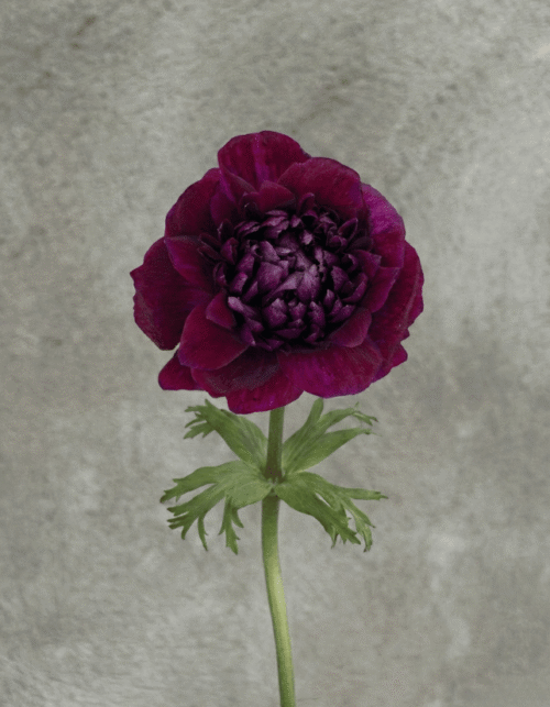 Burgundy Full Star Anemone