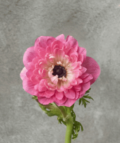 Pink Full Star Anemone