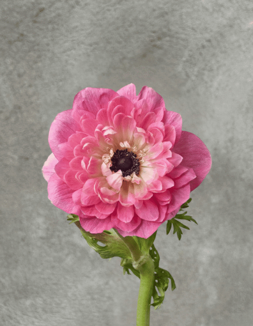 Pink Full Star Anemone