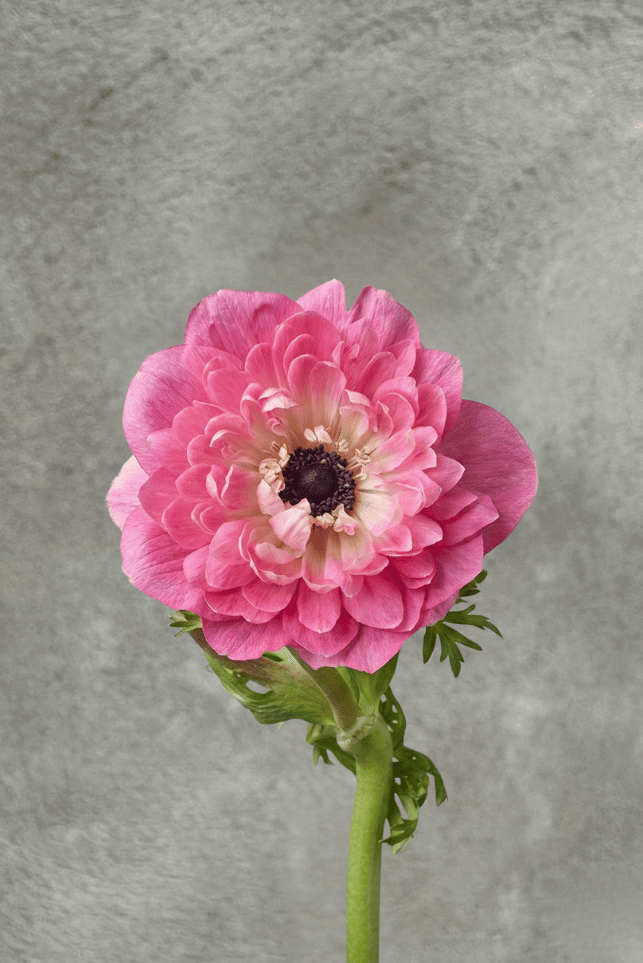 Pink Full Star Anemone