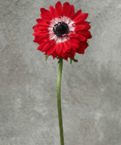 Red Full Star Anemone