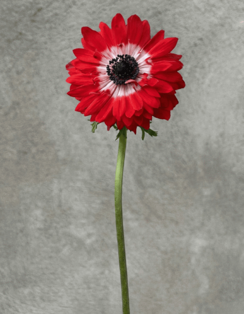 Red Full Star Anemone